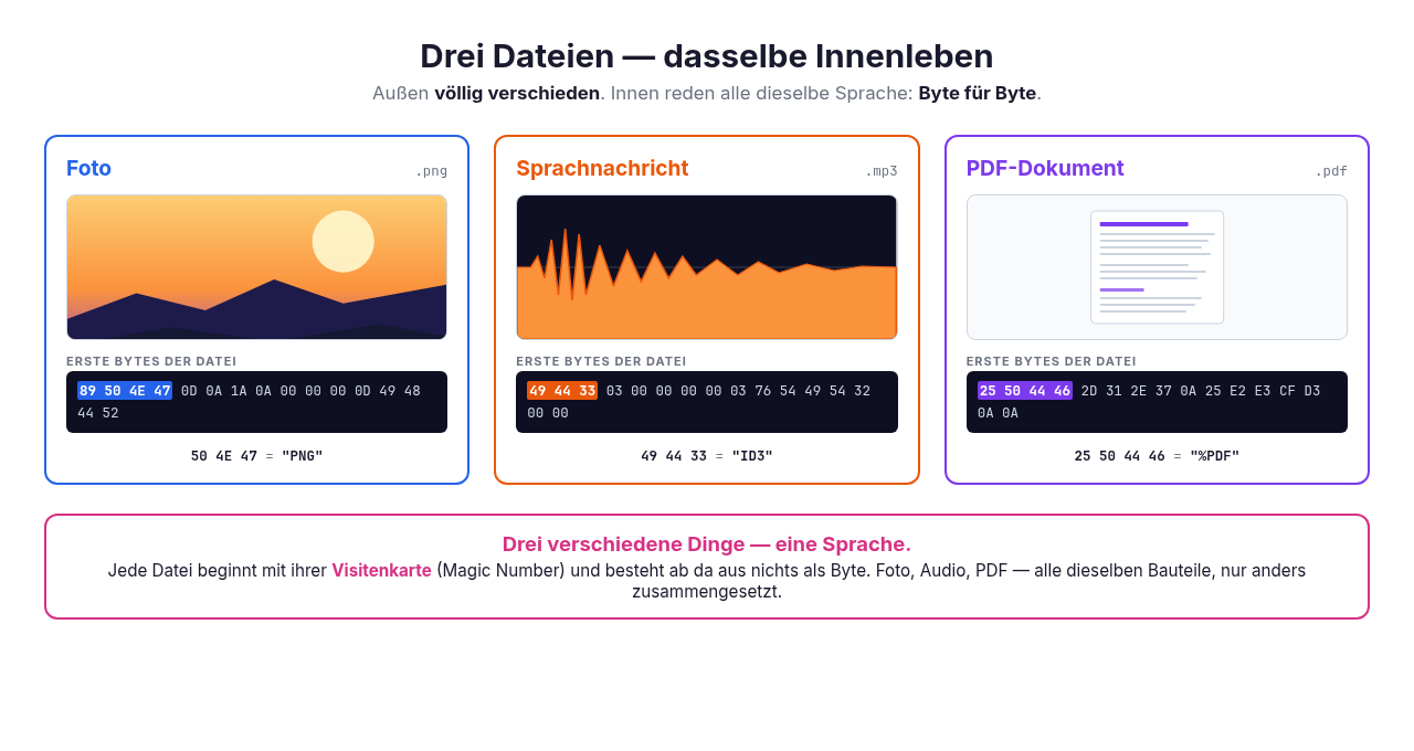bg fit