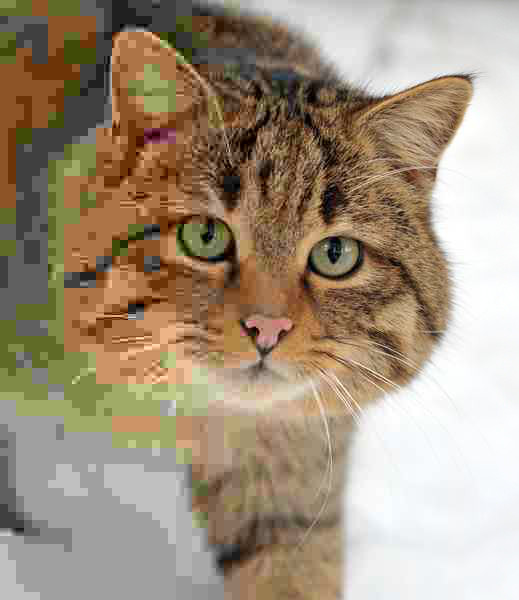 bg fit